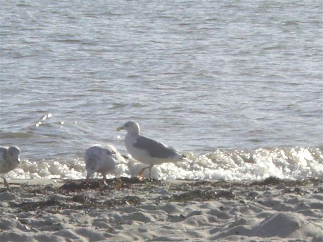 Strand mit Möwen